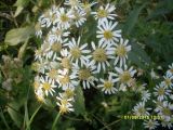 Doellingeria umbellata