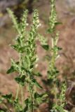 Scutellaria albida. Верхушка побега с соцветием. Крым, Севастополь, берег р. Сухая, поляна в лиственном лесу. 12.06.2026.