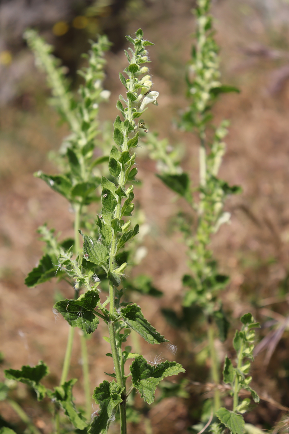 Изображение особи Scutellaria albida.