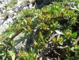 Salix retusa