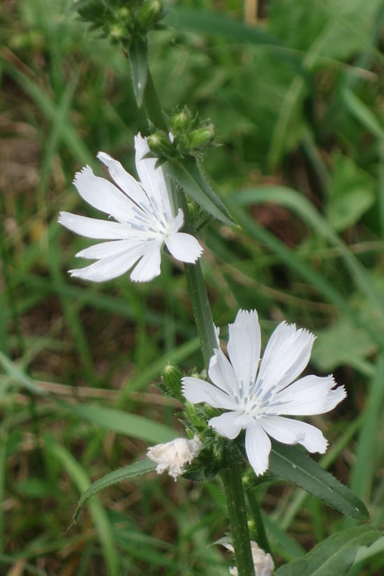 Image of Cichorium intybus specimen.
