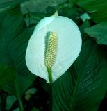 Spathiphyllum wallisii. Доцветающее соцветие. Вологодская обл., г. Вологда, ботанический сад Botanika, в культуре. Май 2026 г.