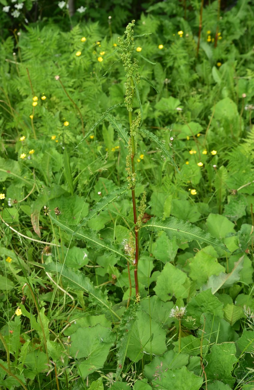 Изображение особи род Rumex.