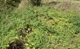 Lycium barbarum