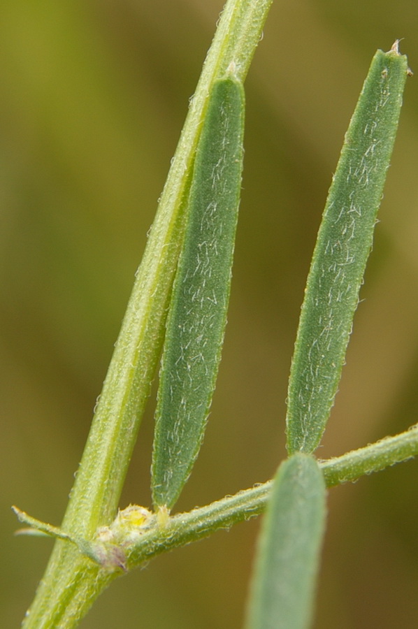 Image of Vicia peregrina specimen.