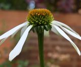 Смотреть изображение Echinacea purpurea