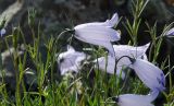 Campanula rotundifolia. Верхкшки побегов с цветками и бутонами. Башкортостан, Абзелиловский р-н, Ташбулатовский сельсовет, хр. Кыктытау, на скальном останце. 12 июня 2025 г.