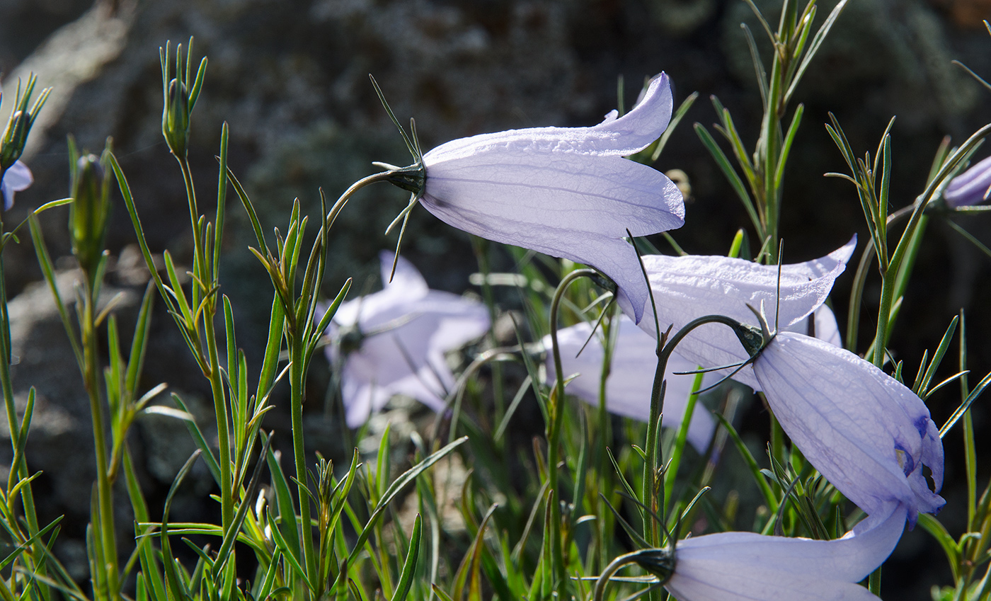 Image of Campanula rotundifolia specimen.