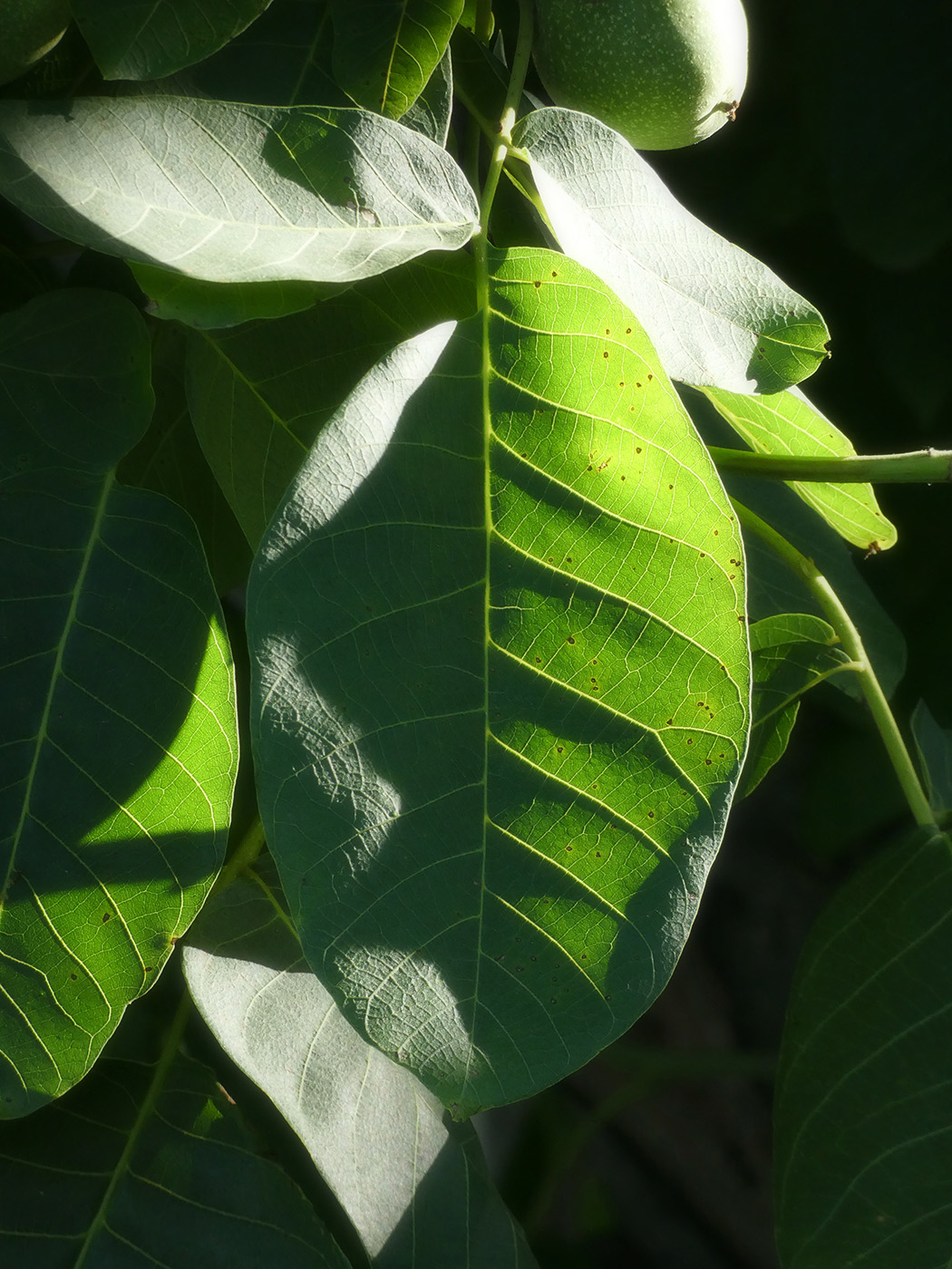 Изображение особи Juglans regia.