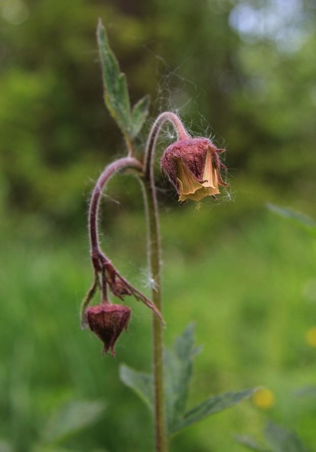 Изображение особи Geum rivale.