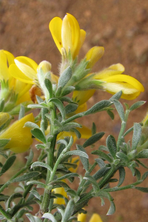 Изображение особи Genista godetii.