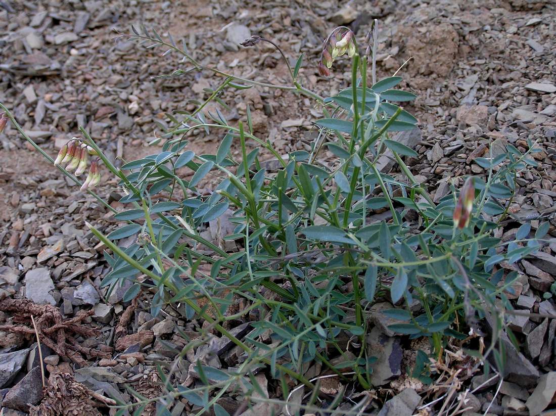 Изображение особи Vicia costata.