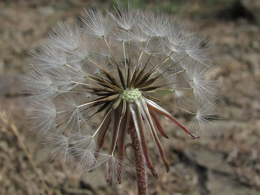 Image of genus Taraxacum specimen.