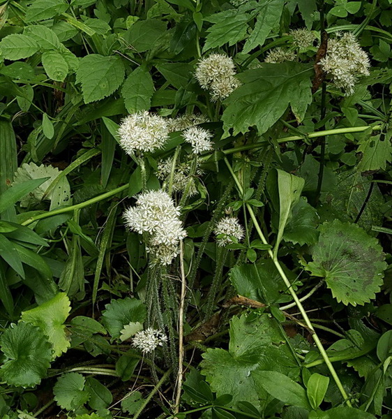 Image of genus Micranthes specimen.