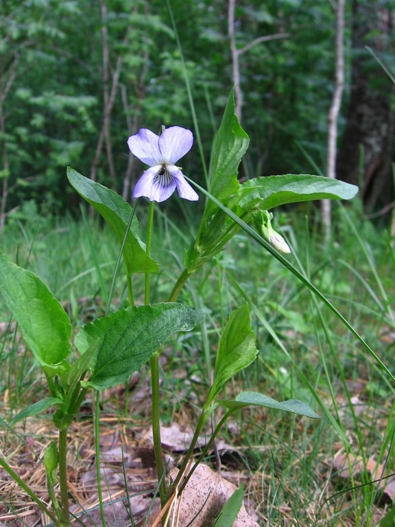 Image of Viola ruppii specimen.