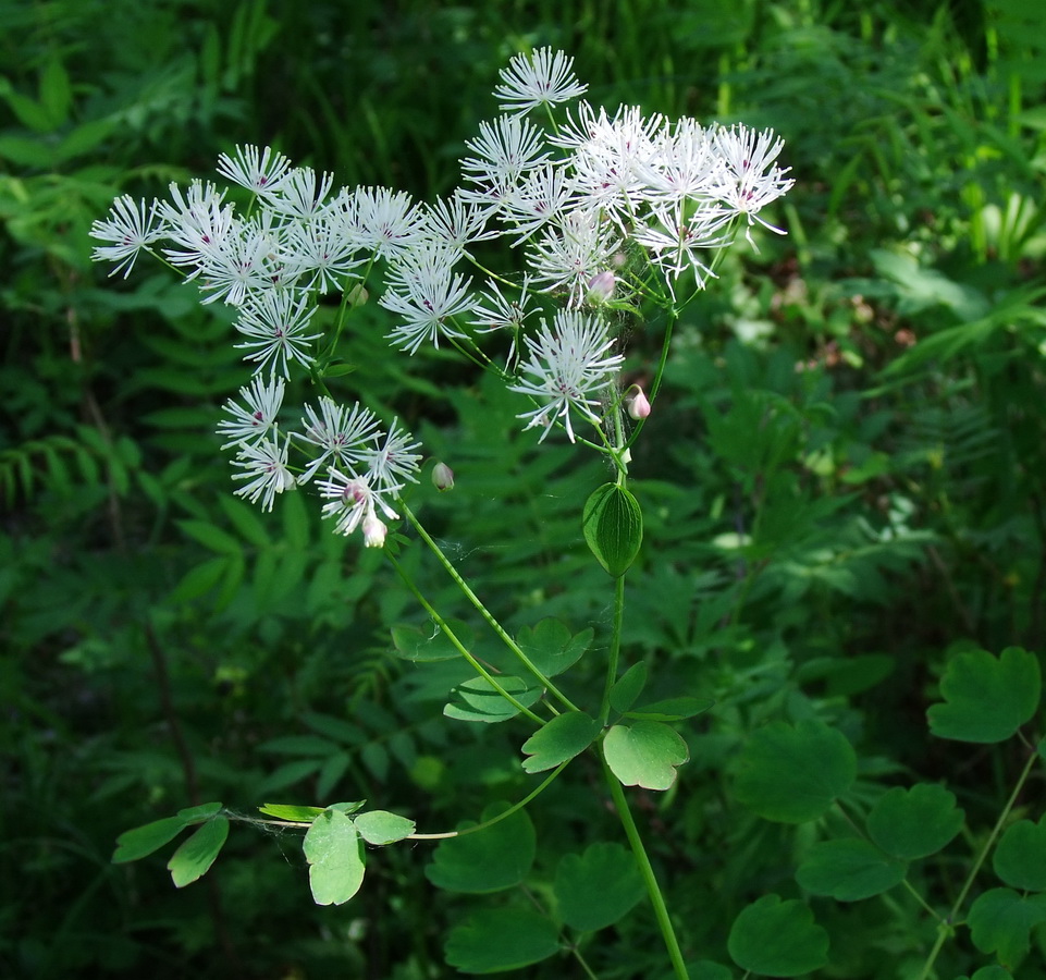 Image of Thalictrum contortum specimen.