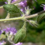 Thymus hirticaulis