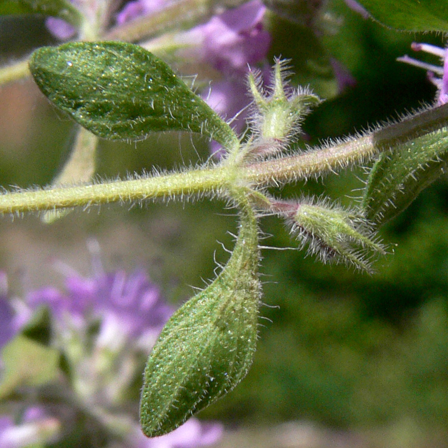 Изображение особи Thymus hirticaulis.