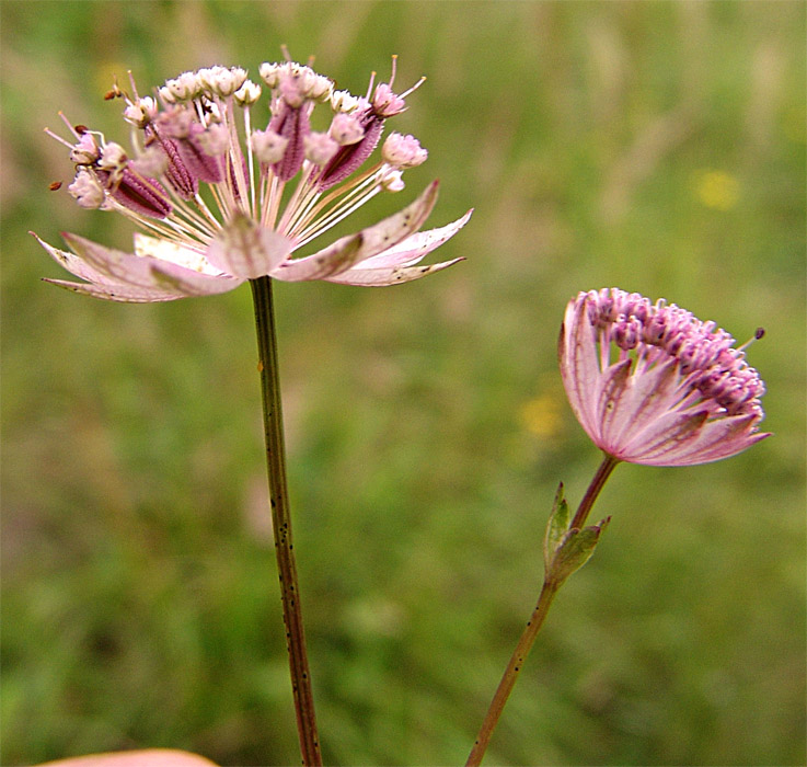 Изображение особи Astrantia trifida.