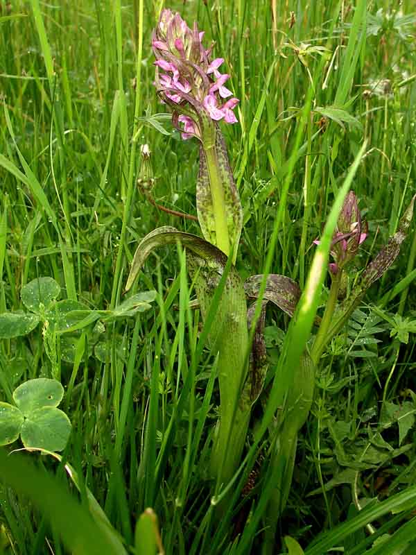 Image of Dactylorhiza incarnata var. reichenbachii specimen.