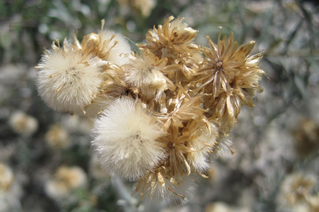 Image of Cladochaeta candidissima specimen.