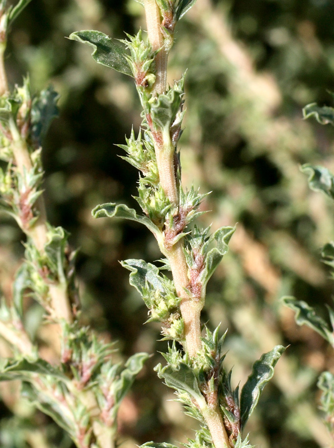 Изображение особи Amaranthus albus.