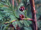 Chamaecyparis lawsoniana