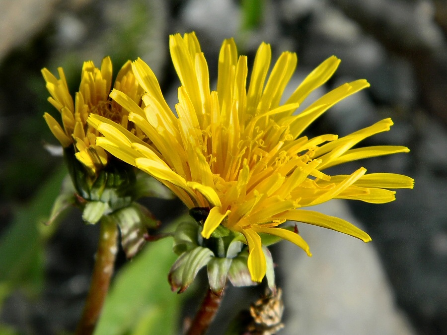 Изображение особи род Taraxacum.