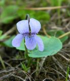 Viola palustris. Цветущее растение. Полярный Урал, долина р. Левый Кечпель. 20.07.2011.