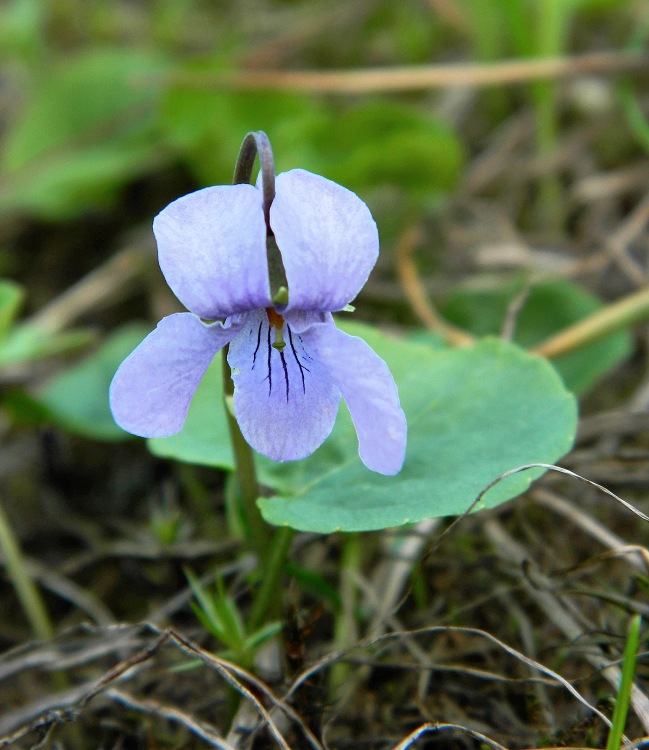 Image of Viola palustris specimen.