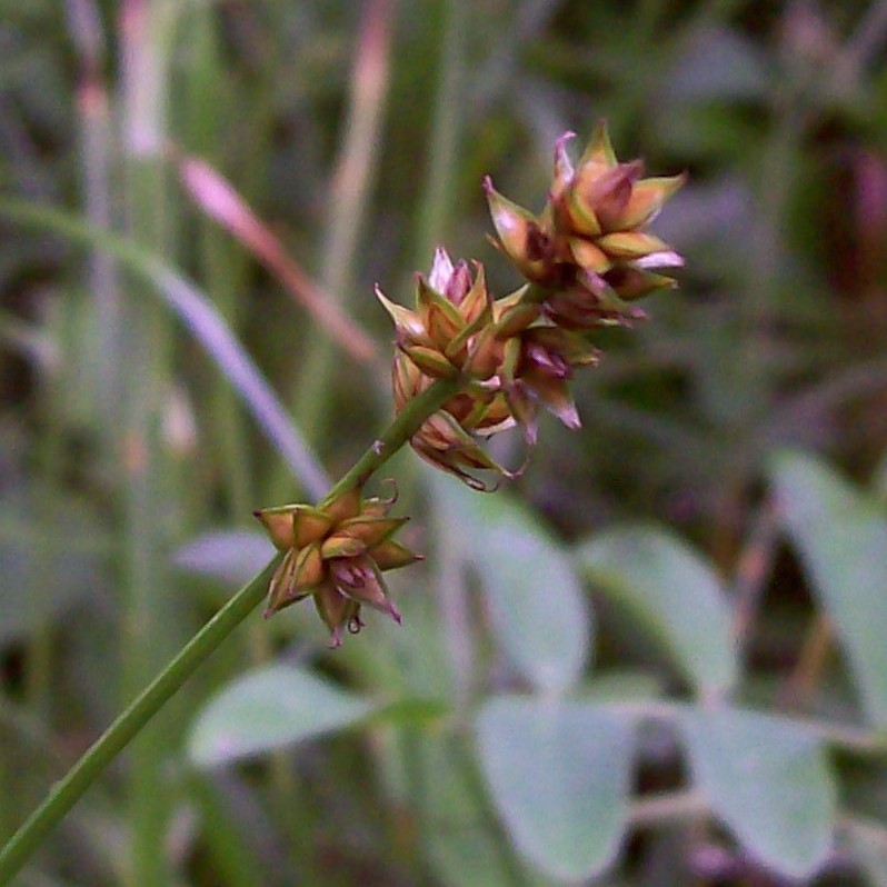Image of Carex spicata specimen.