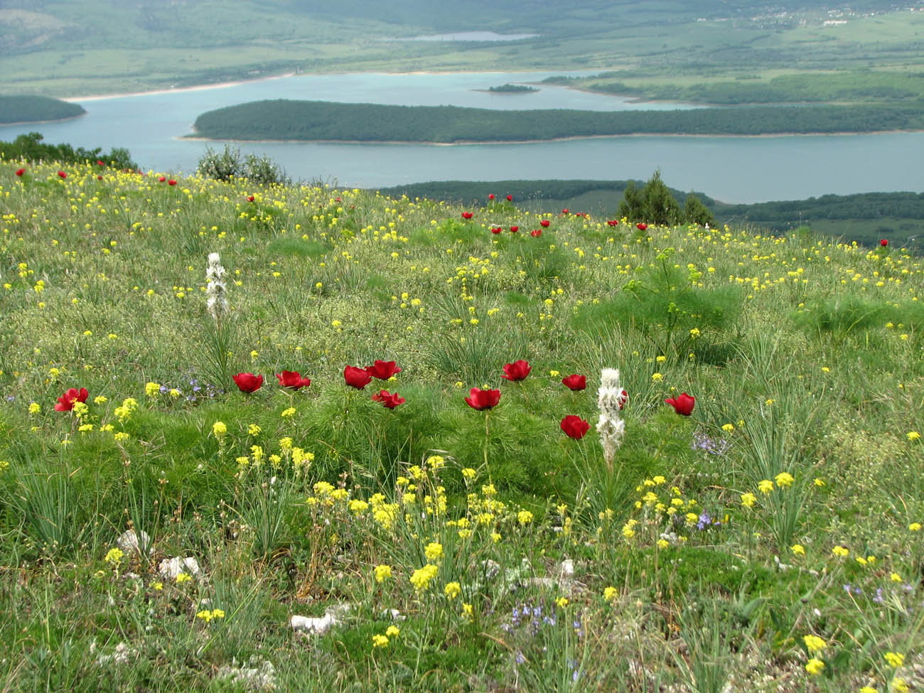 Image of Paeonia tenuifolia specimen.