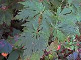 Acer japonicum