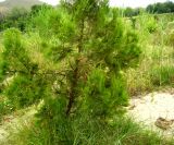 Platycladus orientalis. Дерево с шишками. Копетдаг, Чули, в культуре. Май 2011 г.