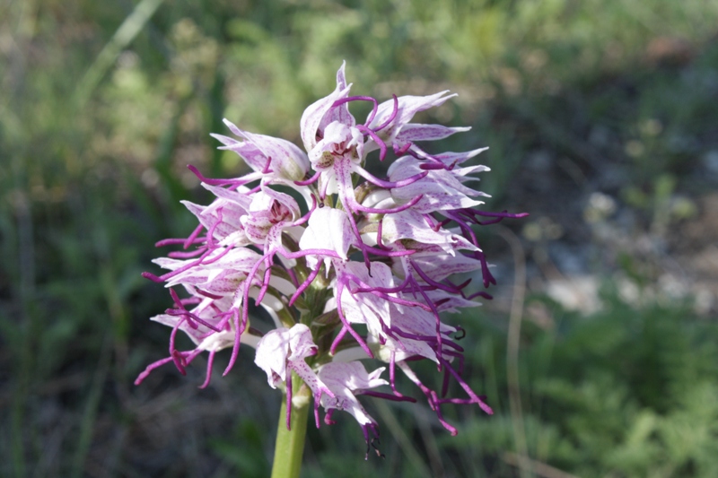 Image of Orchis simia specimen.