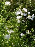 Malva moschata