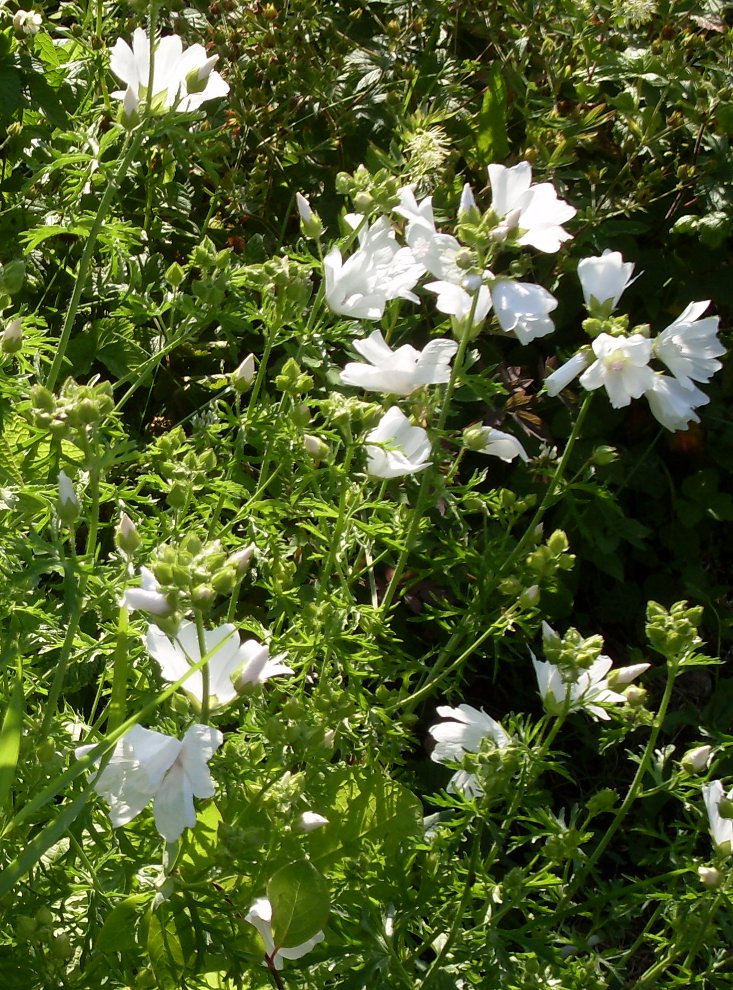 Image of Malva moschata specimen.