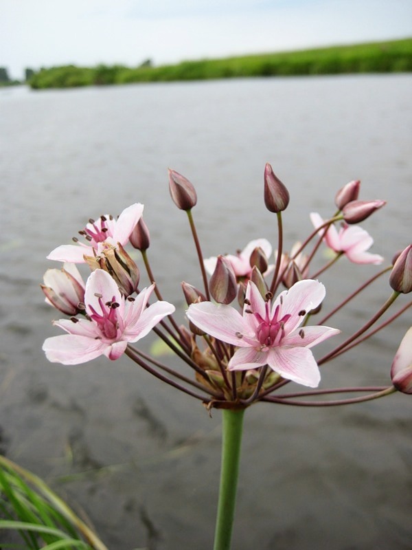 Изображение особи Butomus umbellatus.