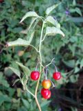 Solanum pseudopersicum. Верхушка плодоносящего растения. Астраханская обл., Енотаевский р-н, берег небольшого водоема в пойме Волги напротив с. Замьяны. 27.08.2009.