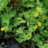 Ranunculus repens