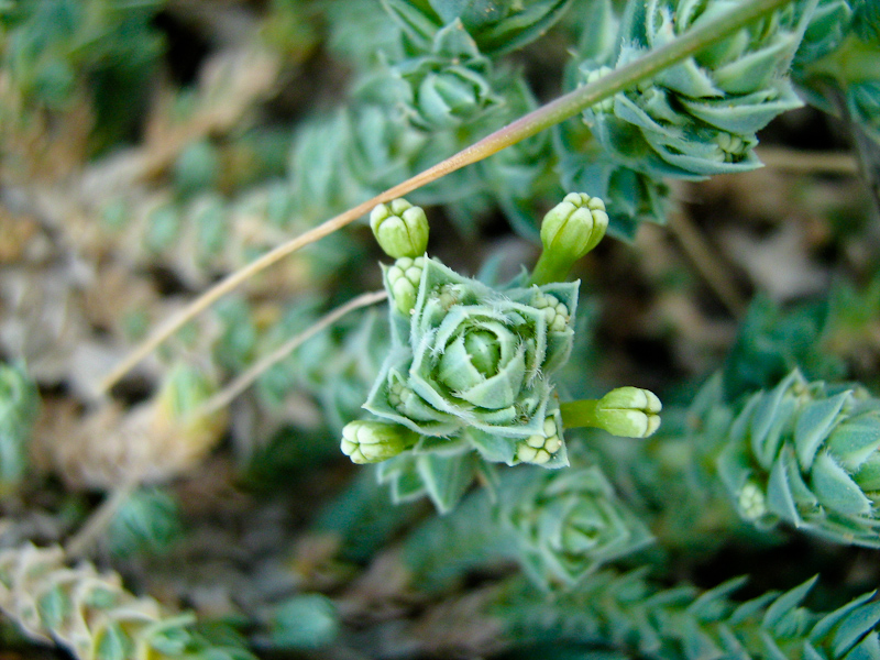 Image of Crucianella maritima specimen.