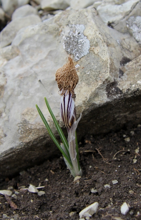 Image of Crocus reticulatus specimen.
