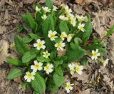 Primula vulgaris. Цветущее растение. Крым, гора Северная Демерджи, западный склон, дубовый лес. 20 апреля 2012 г.