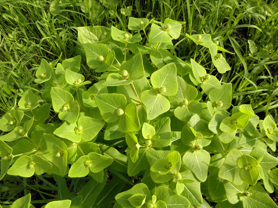 Изображение особи Euphorbia komaroviana.