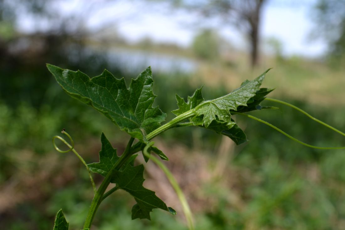 Image of Bryonia alba specimen.