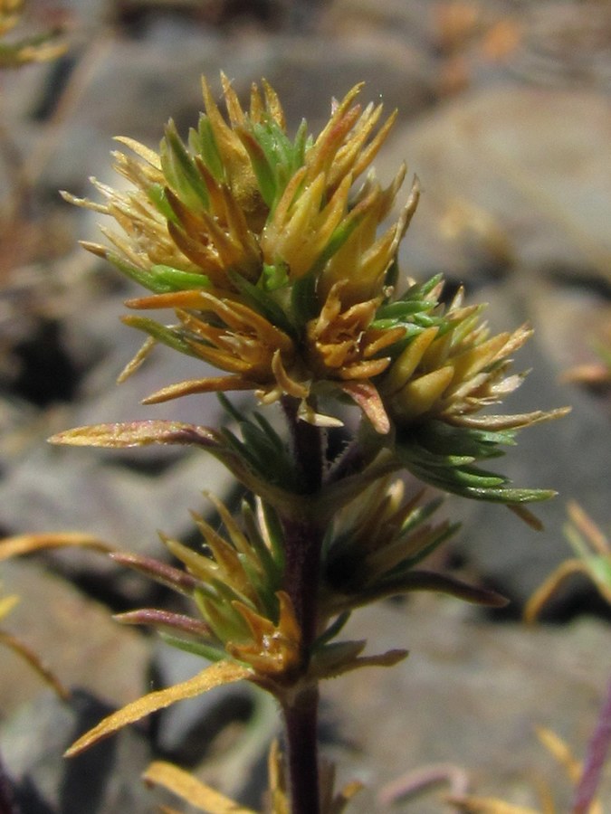 Image of Scleranthus verticillatus specimen.