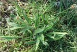 Plantago dubia. Цветущее и плодоносящее растение. Зап. Крым, г. Саки, пустырь у детского оздоровительного лагеря \"Прибрежный\". 24.08.2011.
