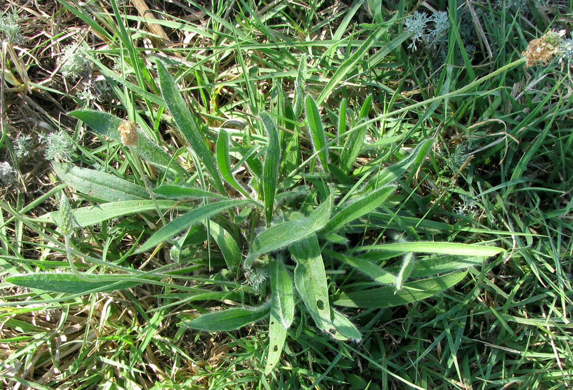 Изображение особи Plantago dubia.