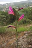 Gladiolus italicus