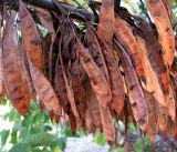 Cercis siliquastrum. Соплодия. Зап. Крым, г. Саки, территория детского оздоровительного лагеря \"Прибрежный\". 30.08.2011.